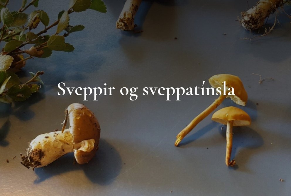 Námskeið um sveppi og sveppatínslu