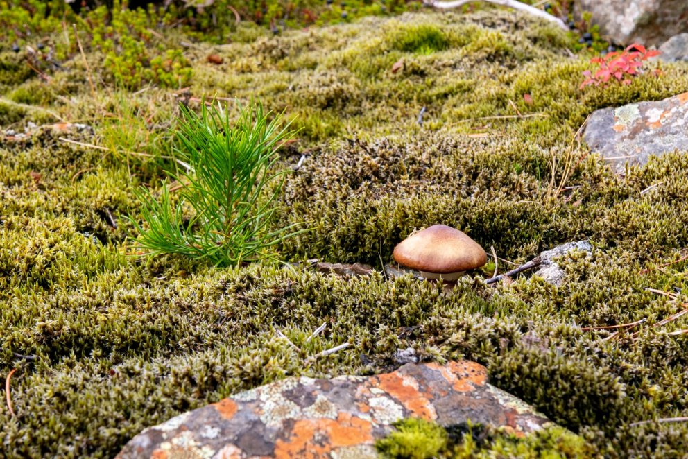 Ung stafafura og furusveppur. Ljósmynd: Pétur Halldórsson