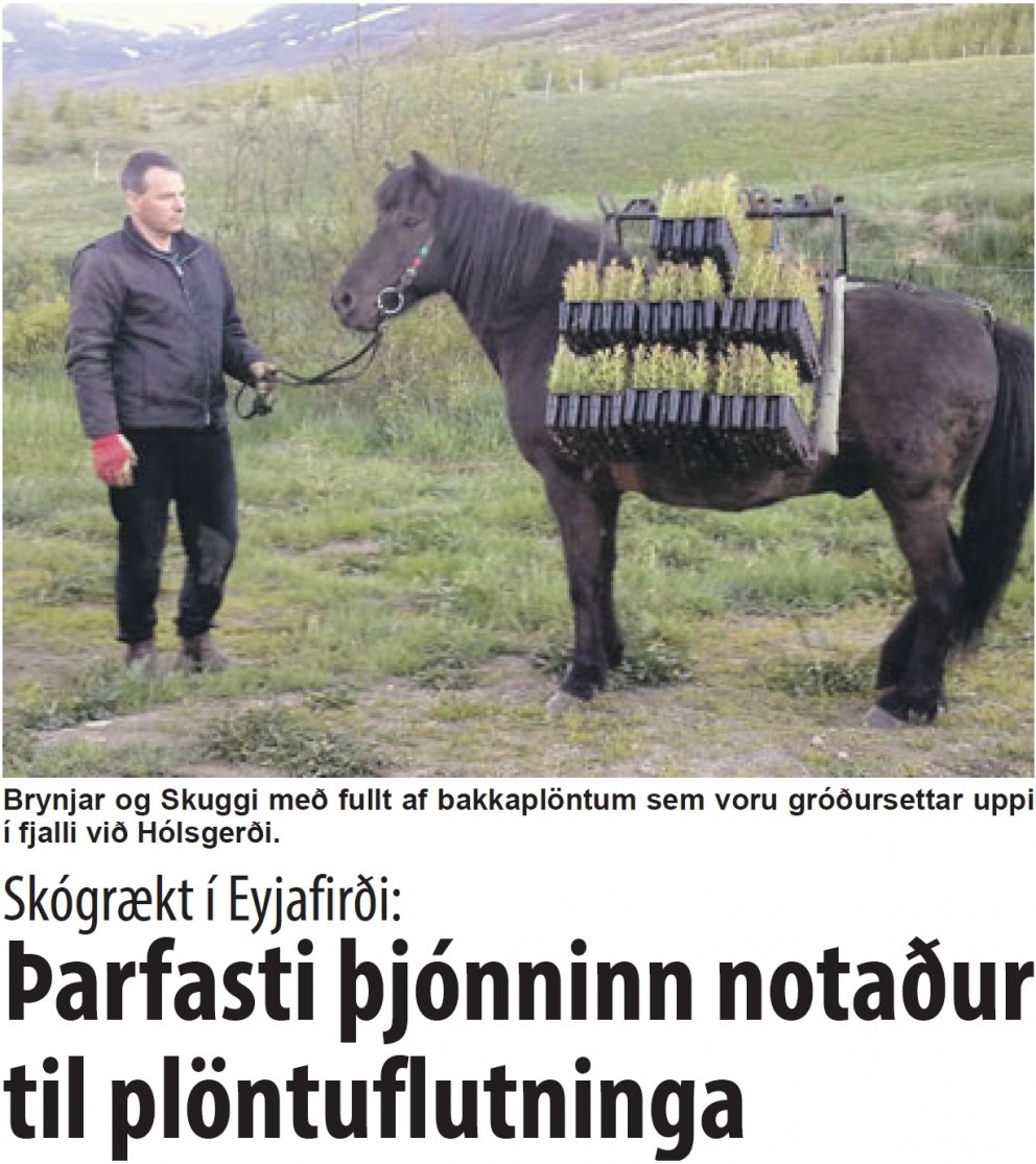 Skuggi ber plöntur til fjalls