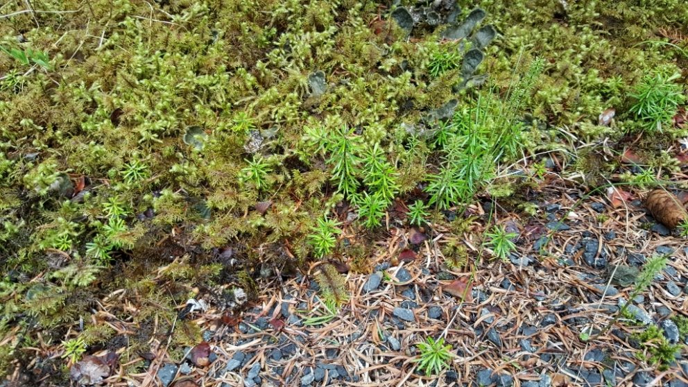 Vísir að þinteppi í Þjórsárdal. Í þinskógum sáir þinurinn sér í þéttar breiður í skógarbotni og nýgr…