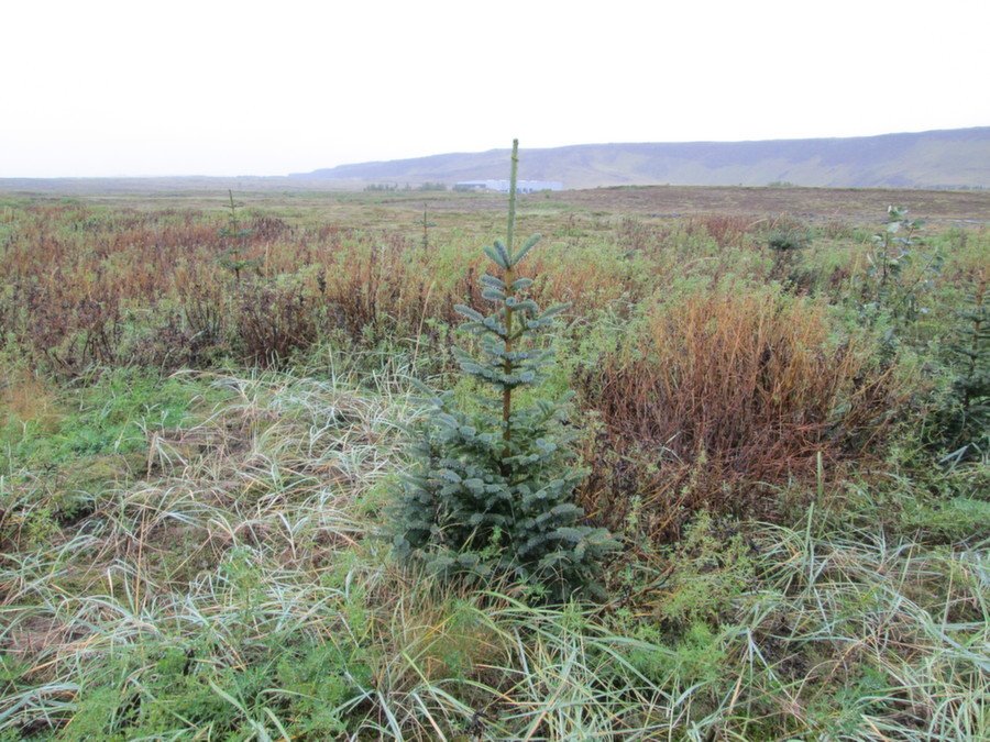 Aðalsteinn Sigurgeirsson, fagmálastjóri Skógræktarinnar, er meðal þeirra sem ötullega hafa unnið að …