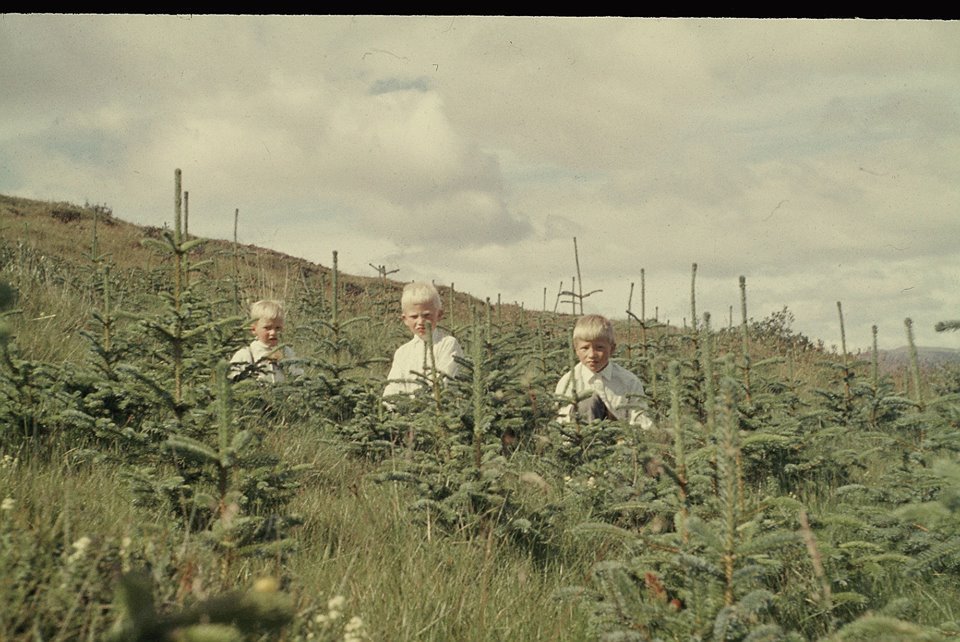 Hér sitja þeir Hrafn, Úlfur og Örn Óskarssynir innan um sitkagrenitrén sem gróðursett voru í Skógarh…
