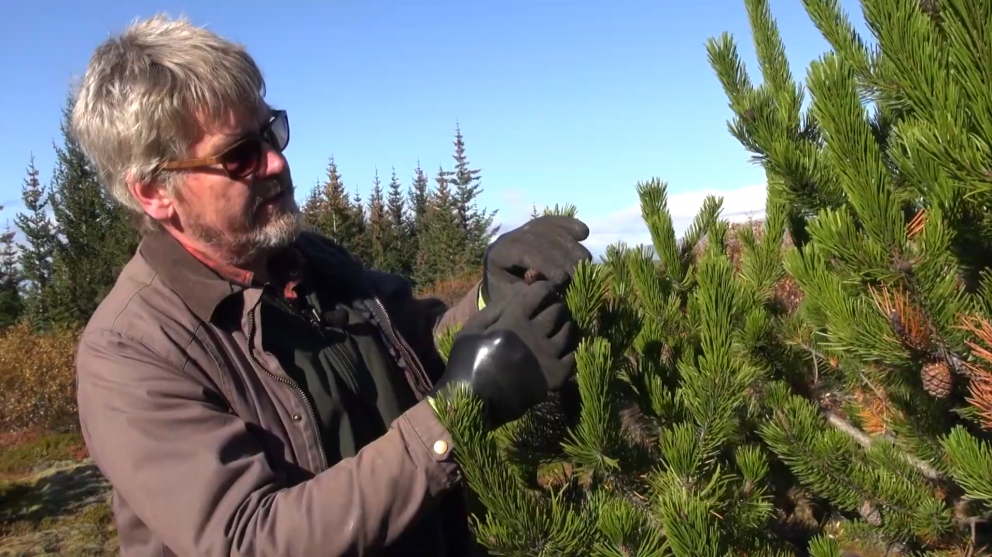 Aðalsteinn sýnir nýjan köngul sem þroska mun fræ á næsta ári. Í myndbandinu um söfnun furufræja lýsi…