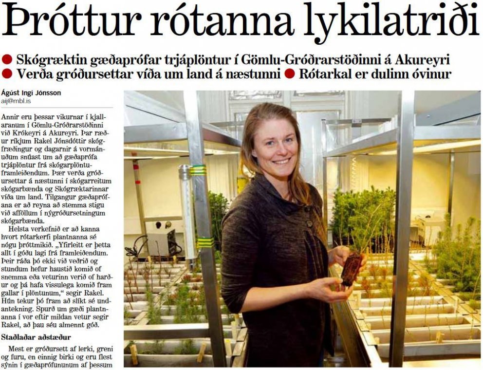 Þróttur rótanna lykilatriði