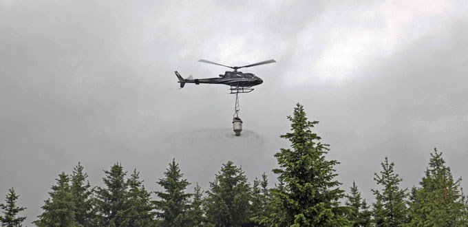 Niturgjöf eykur bindingu eldri nytjaskóga