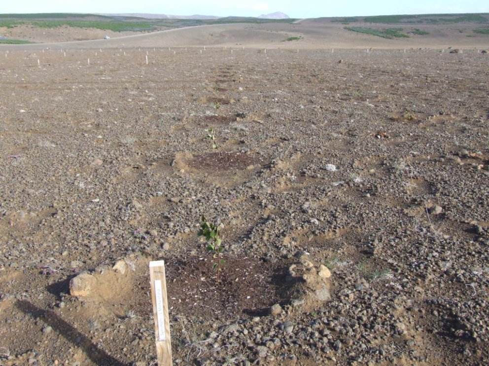 Birkiplönturnar í tilrauninni eru allar lifandi og líta vel út. Það sama er að segja um lerkið