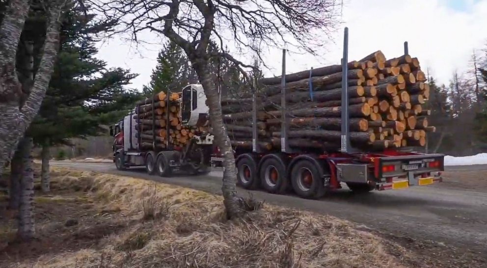 Timburbíll Skógarafurða ehf. ekur fulllestaður lerkibolum eftir gjörfellinguna í apríl 2020. Úr timb…