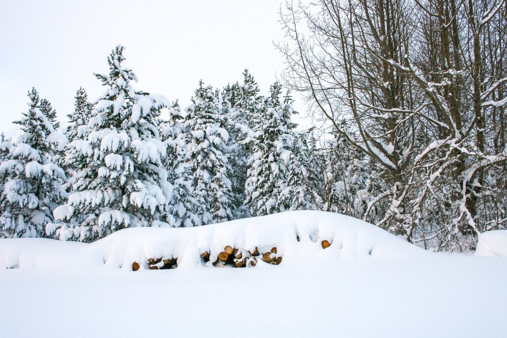 Timburstæða á kafi í snjó á Vöglum. Ljósmynd: Valgerður Jónsdóttir