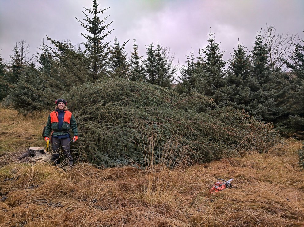 Hallþór skógarhöggsmaður við myndarlegt torgtré úr þjóðskógum Vesturlands. Hæsta tréð sem tekið var …