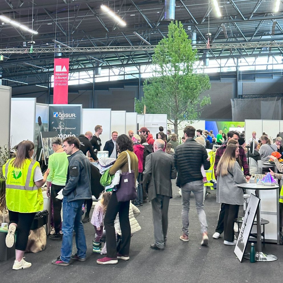 Myndarleg stafafura dró athyglina að bás Skógræktarinnar á Vísindavökunni. Ljósmynd: Edda S. Oddsdót…