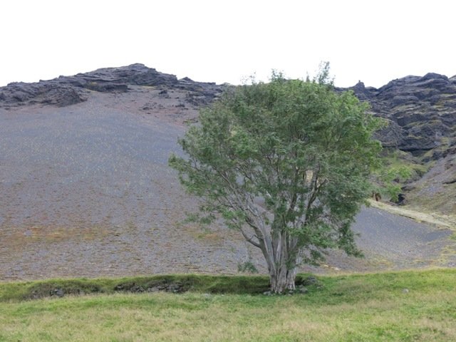 Reyniviðurinn fallegi í Sandfelli í Öræfum var valinn tré ársins 2015 hjá Skógræktarfélagi Íslands. …