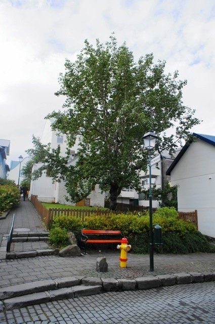 Tré ársins 2016 er þessi skemmtilega vaxna alaskaösp í Grjótaþorpi í Reykjavík. Tréð var upphaflega &hellip;