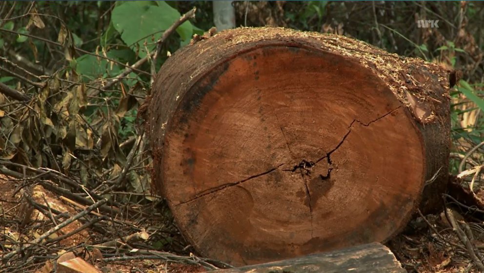 Drög að frumvarpi til laga um timbur og timburvörur í kynningu