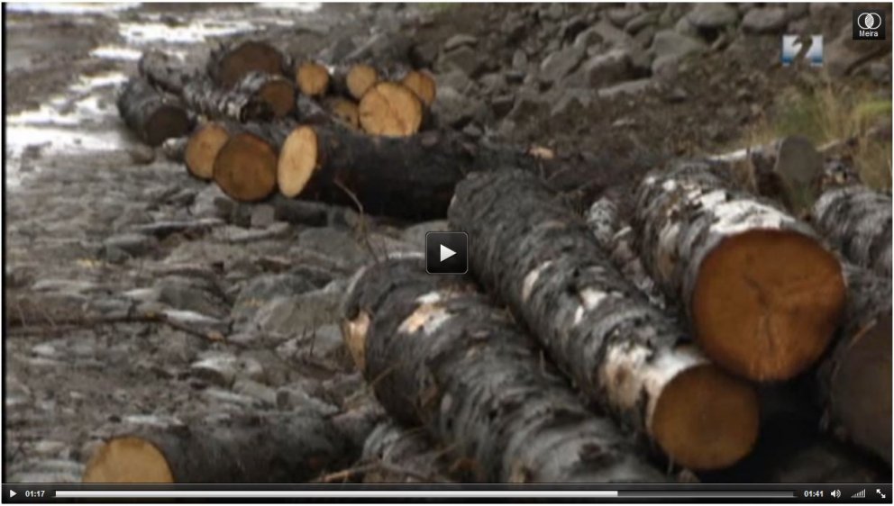 Skógur sem hvarf fær framhaldslíf