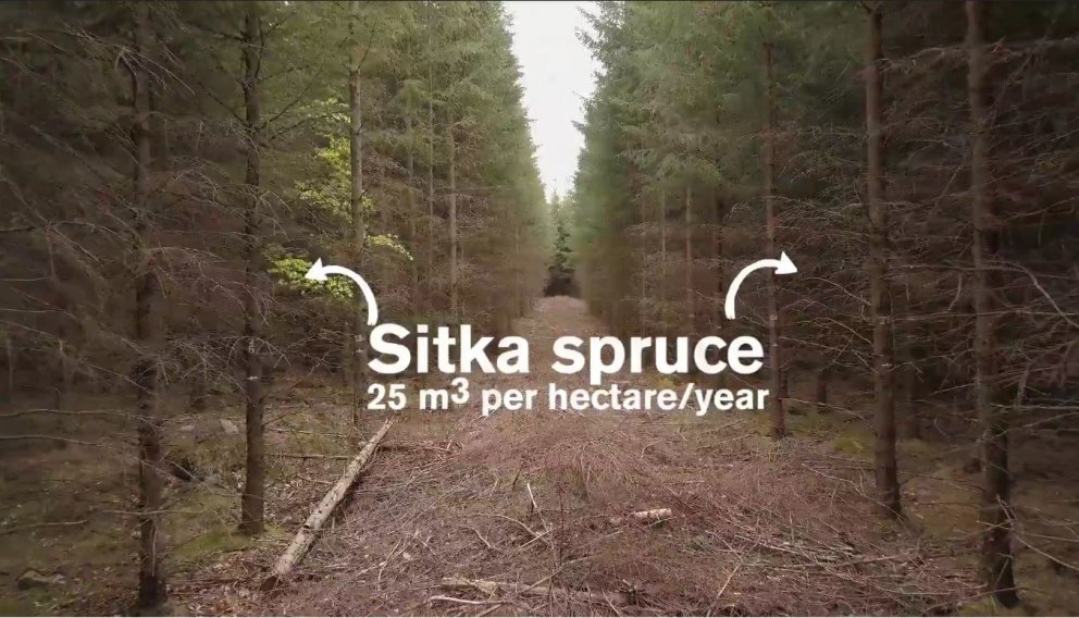 „Túrbótrjátegundirnar“ framleiða allt að 50 prósentum meira en hefðbundnu sænsku tegundirnar, vaxa h…