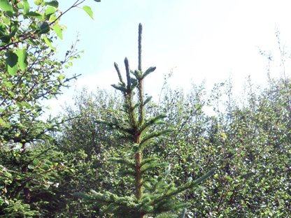 Umhirðunámskeið á Egilsstöðum