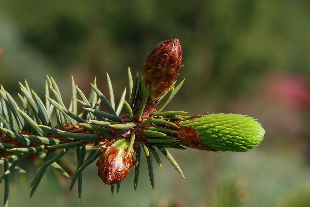 Ungsprotar á sitkabastarði á vori. Brumhlífarnar hanga enn á hliðarbrumunum. Ljósmynd: Pétur Halldór…