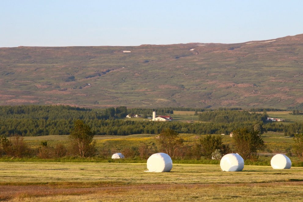 Íslenskt skógarbýli. Ljósmynd: Pétur Halldórsson