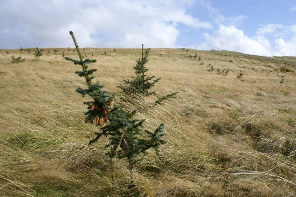 Uppvaxandi frægarður haustið 2016. Sum trjánna í frægarðinum hafa undarlegt vaxtarlag vegna þess að …