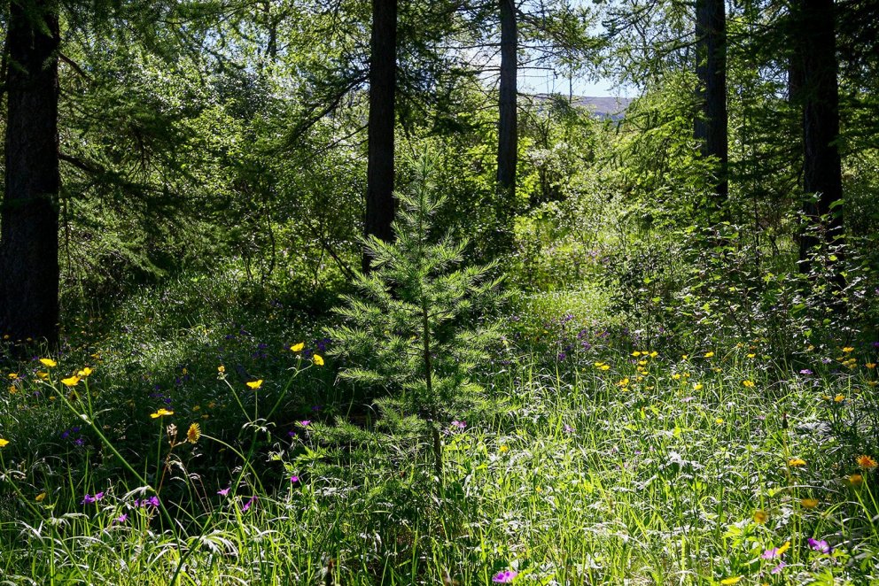 Uppvaxandi lerki í eldri skógi. Ljósmynd: Pétur Halldórsson