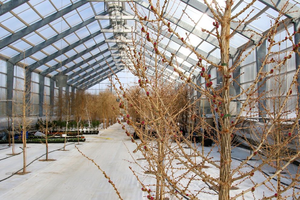 Úr fræhöll Skógræktarinnar á Vöglum þar sem 'Hrymur' varð til og fræframleiðsla á blendingnum fer fr…