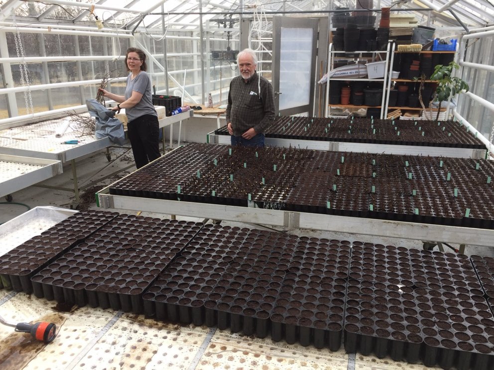Jóhanna og Halldór við vinnuna með stiklingana í gróðurhúsinu á Mógilsá. Ljósmynd: Bjarki Þór Kjarta…