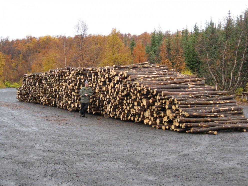Um fimmtán metra löng og þriggja metra há stæða af furubolum úr grisjun á Vöglum