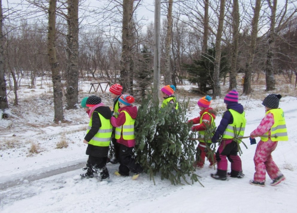 Fallegt sitkagreni varð fyrir valinu og prýðir salinn í Vatnsendaskóla fram yfir jólin. Mynd: Sigurv&hellip;