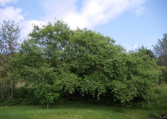 Vesturbæjarvíðirinn Eystri-Skógum, tré ársins 2018 hjá Skógræktarfélagi Íslands. Ljósmynd: skog.is