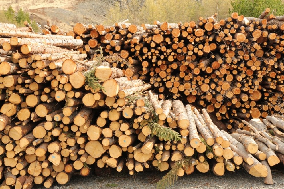 Mikið magn grisjunarviðar tiltækt í íslenskum skógum