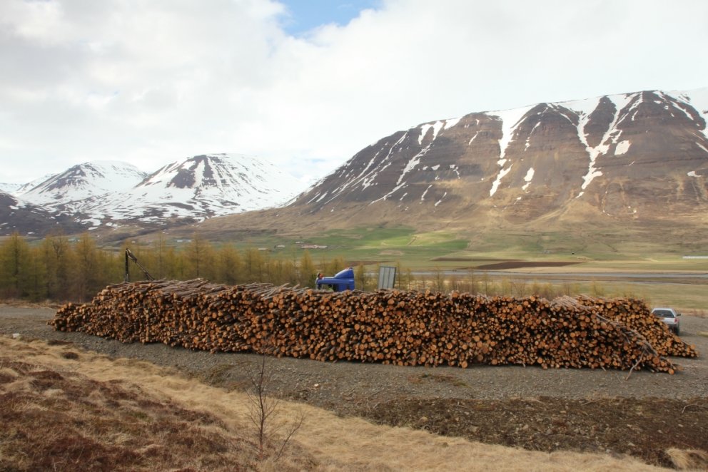 Staða og þróun viðarsölu
