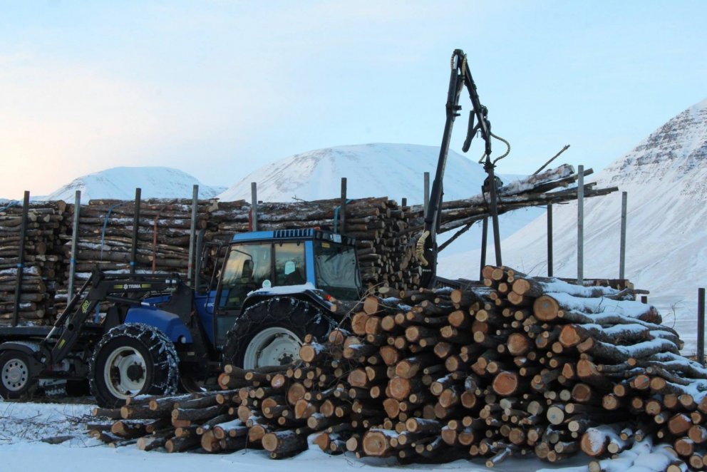 Dráttarvél stendur milli stafla af trjábolum og vöruflutningabíls sem er nær fulllestaður af bolum. &hellip;