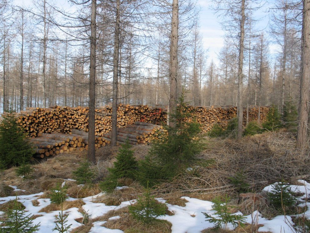 Stór viðarstafli í Hallormsstaðarskógi. Í forgrunni eru nokkuð stór lerkitré og fremst ung grenitré.&hellip;