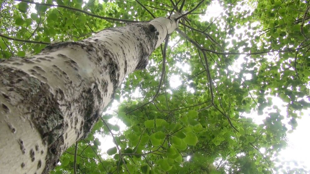 Í Víðifelli í Fnjóskadal hefur skógrækt verið stunduð frá því á fjórða áratug síðustu aldar. Þar ste…