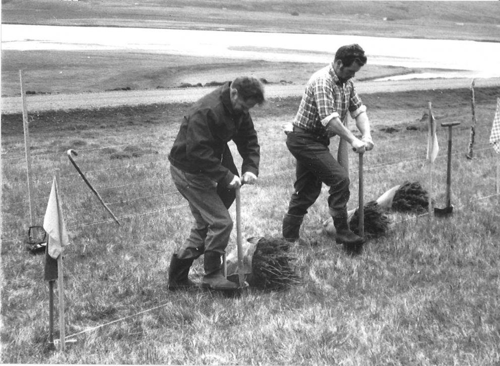 Rögnvaldur Erlingsson og Hallgrímur Þórarinsson, bændur á Víðivöllum ytri I og II, við gróðursetning…