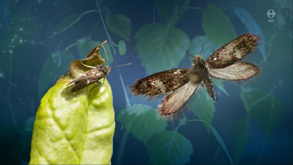 Birkikemba er lítið fallegt fiðrildi en veldur miklum skemmdum á birki fyrri hluta sumars.