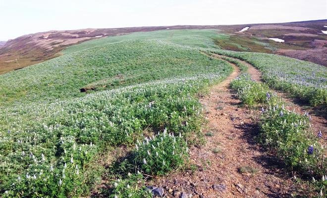 Þetta er Vörðuásinn sem var gróðurlaus, grýttur, brattur og þurr melur sem ekki hefði verið mögulegt…