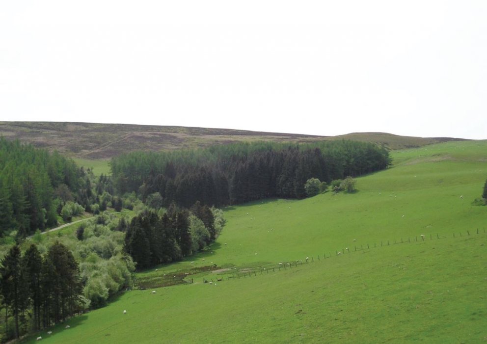 Niðurstöðurnar benda til þess að mun meiri arður geti verið af skógrækt í uppsveitum Wales en af hef…