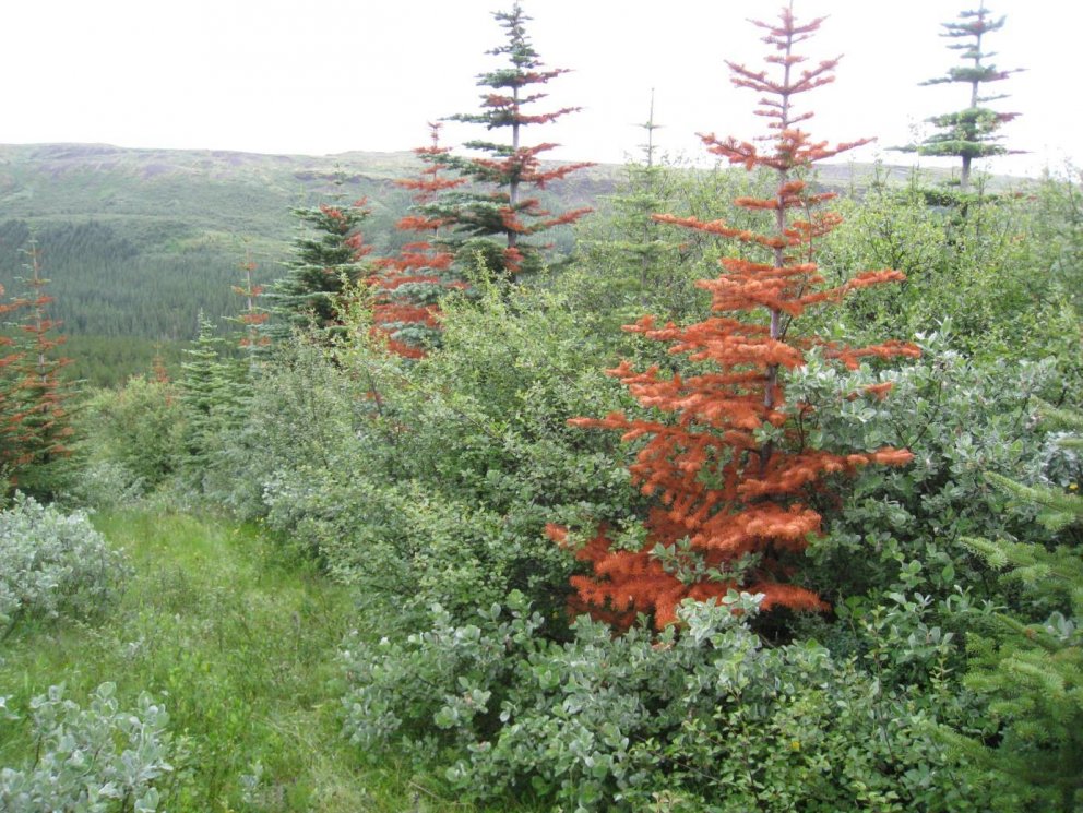 Skoðun á þinkvæmum í Þjórsárdal