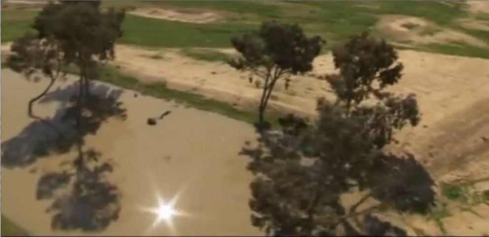 Eyðimörk breytt í skóg