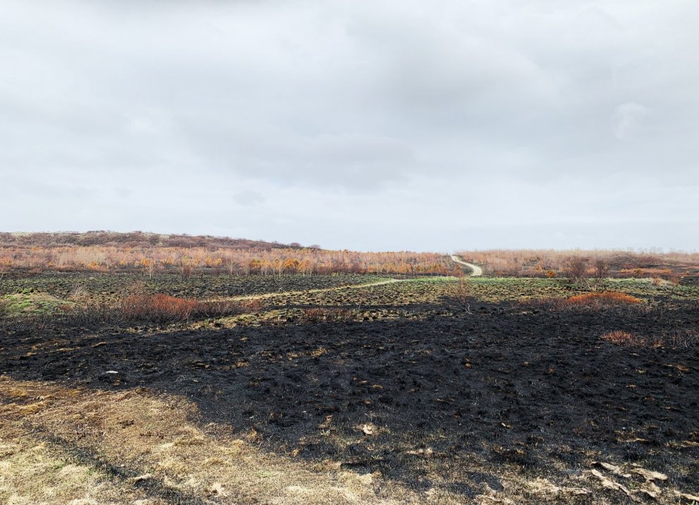 Séð yfir yngra svæðið sem brann í Heiðmörk 4. maí. Gróður er þegar farinn að taka við sér og munu sé…