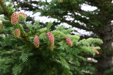 Mikið fræ er á trjám víða um land nú í haust, til dæmis á greni. Fræi verður safnað og af því spretta nýir skógar sem binda kolefni. Ljósmynd: Pétur Halldórsson Mikið fræ er á trjám víða um land nú í haust, til dæmis á greni. Fræi verður safnað og af því spretta nýir skógar sem binda kolefni. Ljósmynd: Pétur Halldórsson